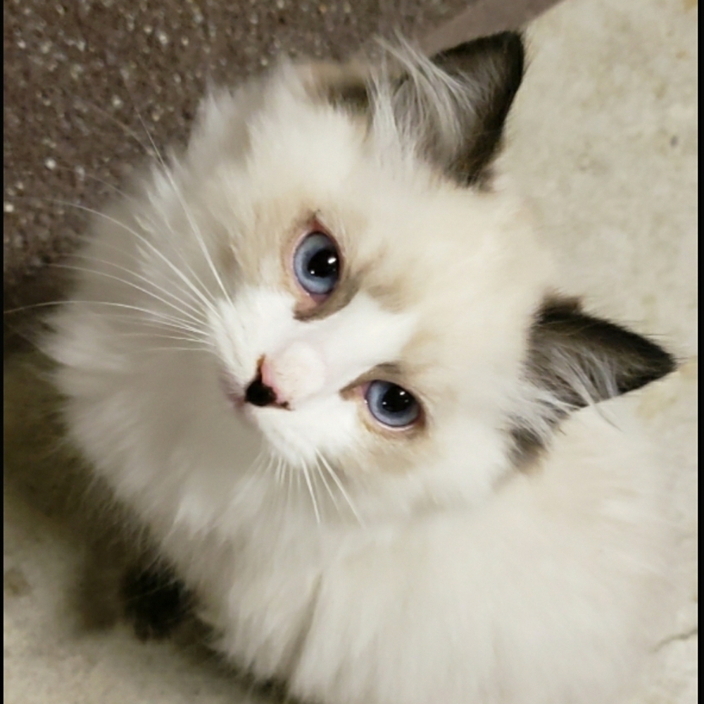 Meet your Posher, Rita